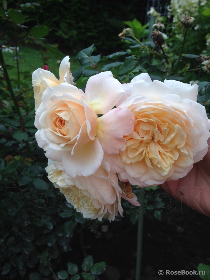 Crocus Rose® 