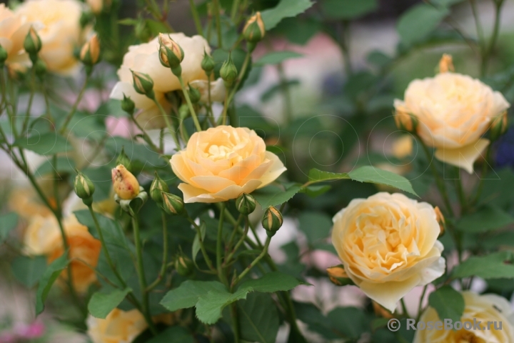 Golden Celebration®