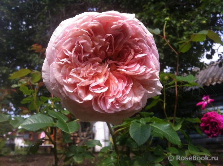 Abraham Darby