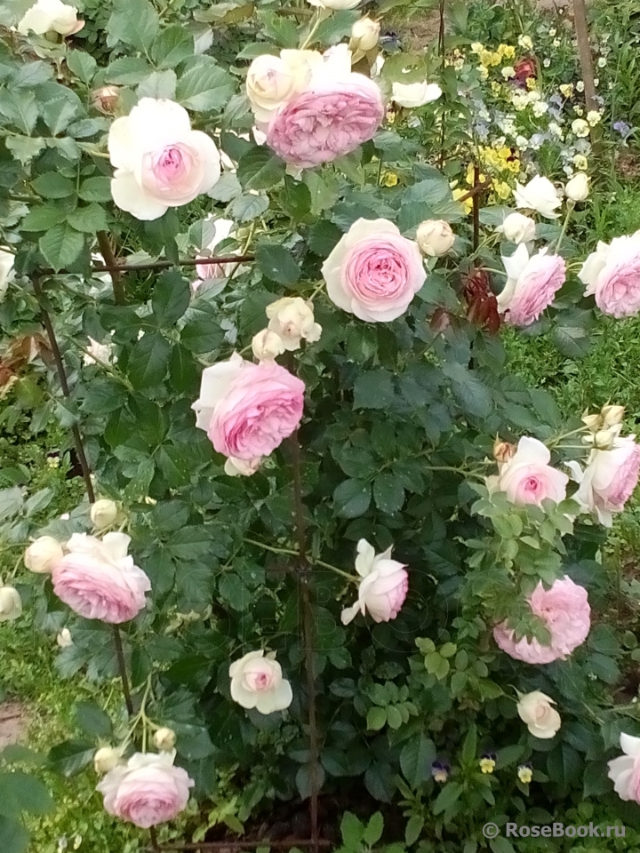 Pierre de Ronsard