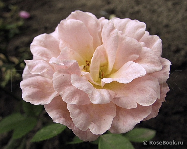 Peach Clementine 