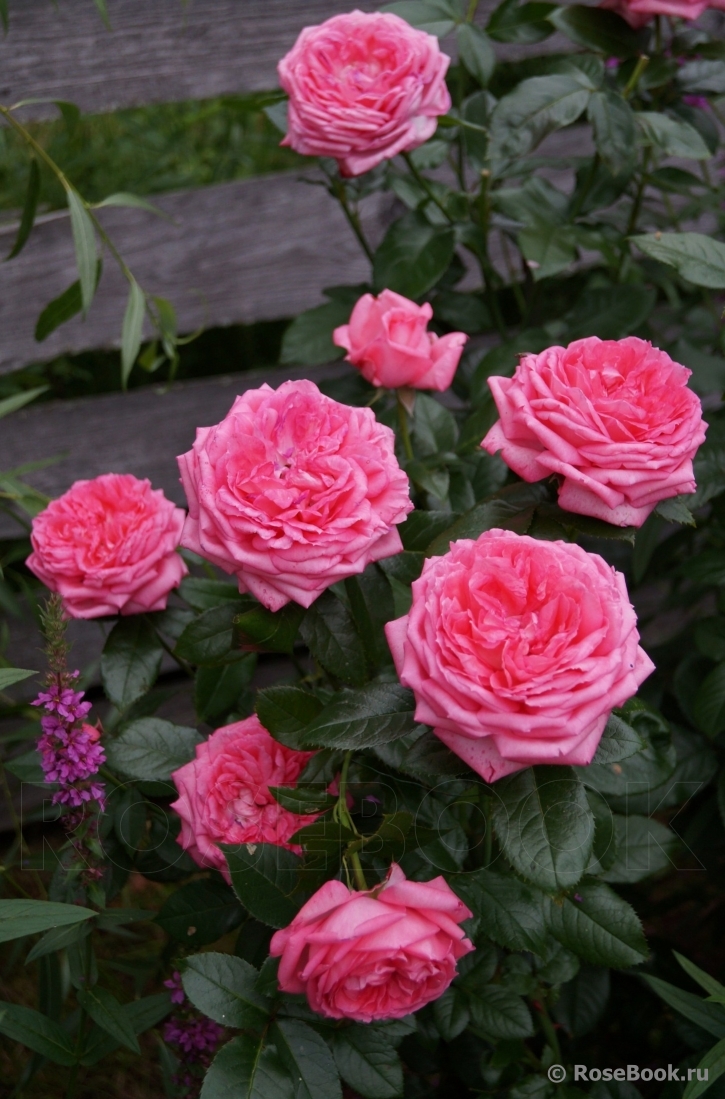 La Rose de Molinard ®