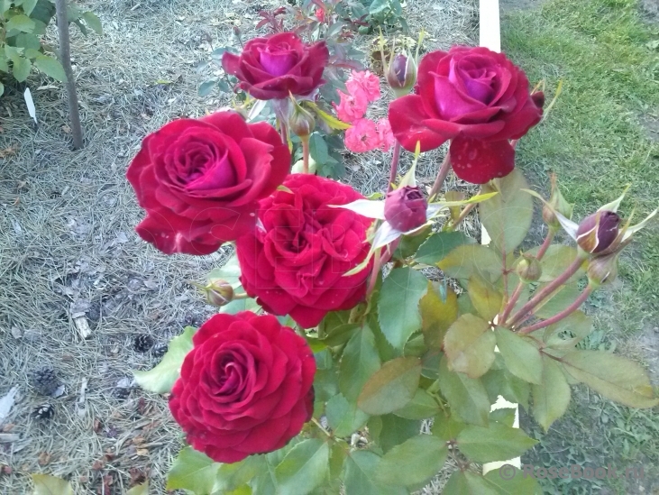 Glad Tidings 