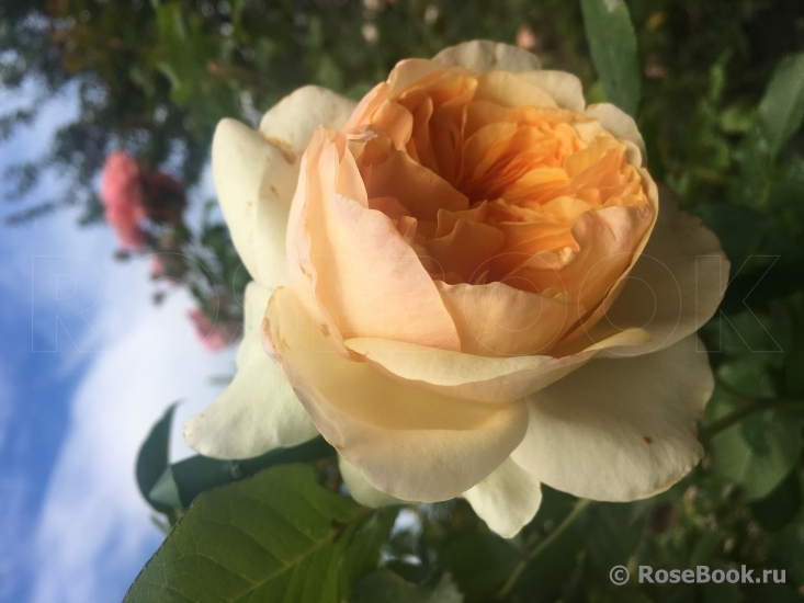 Apricot Sky ®