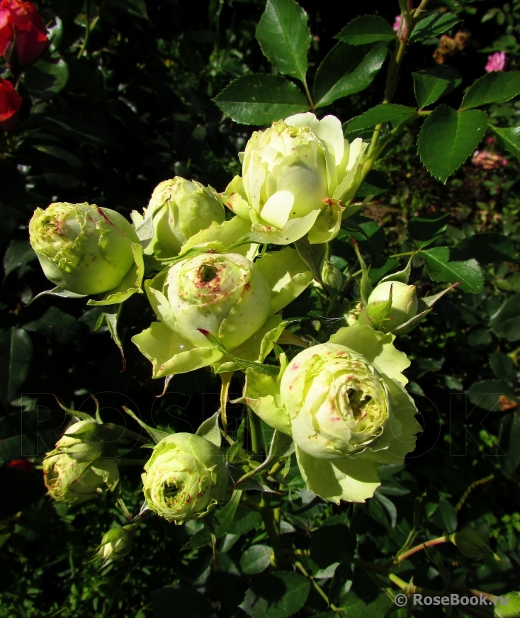 Lovely Green ®