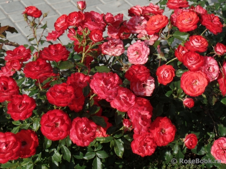 Planten un Blomen®