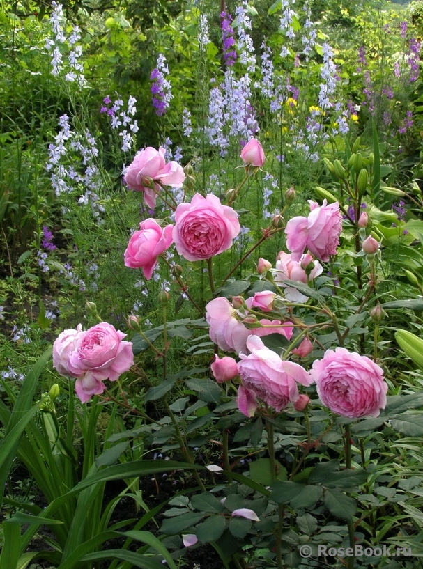 Alan Titchmarsh