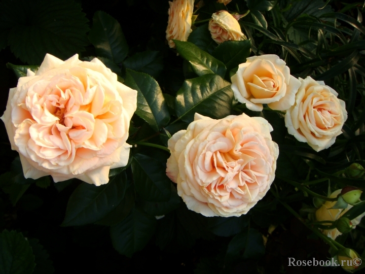 Amber Abundance