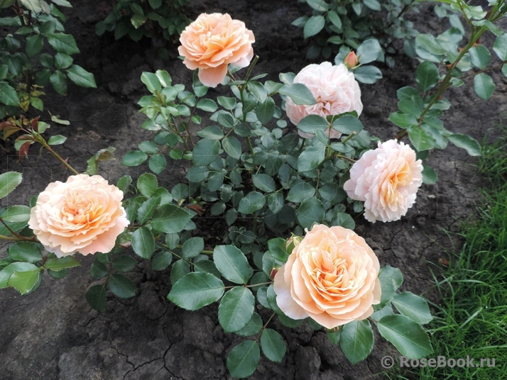 Sangerhauser Jubilaumsrose