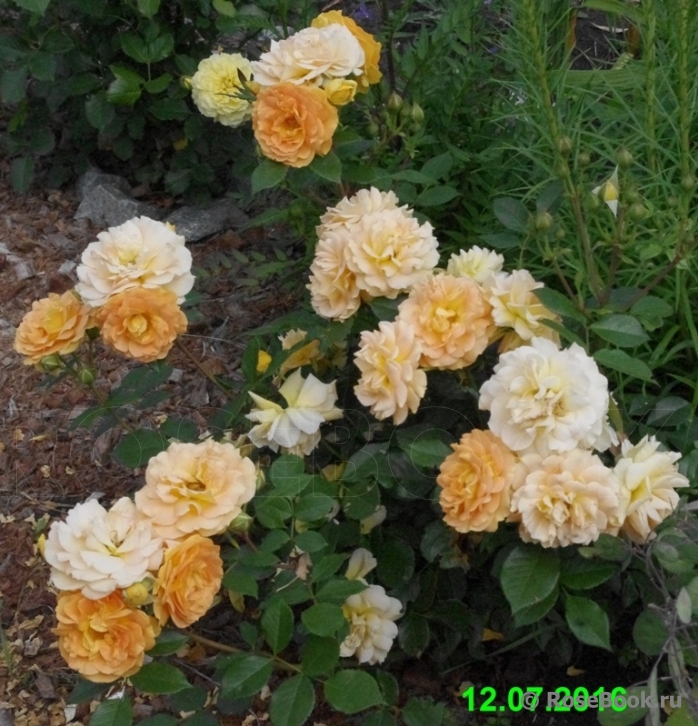 Goldelse