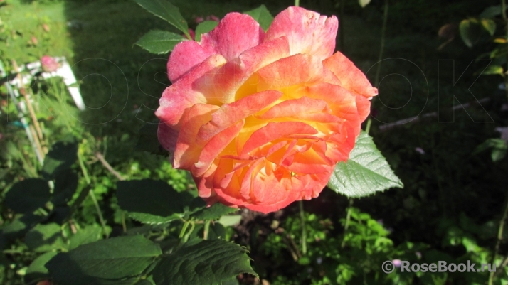 Gartenspass ®