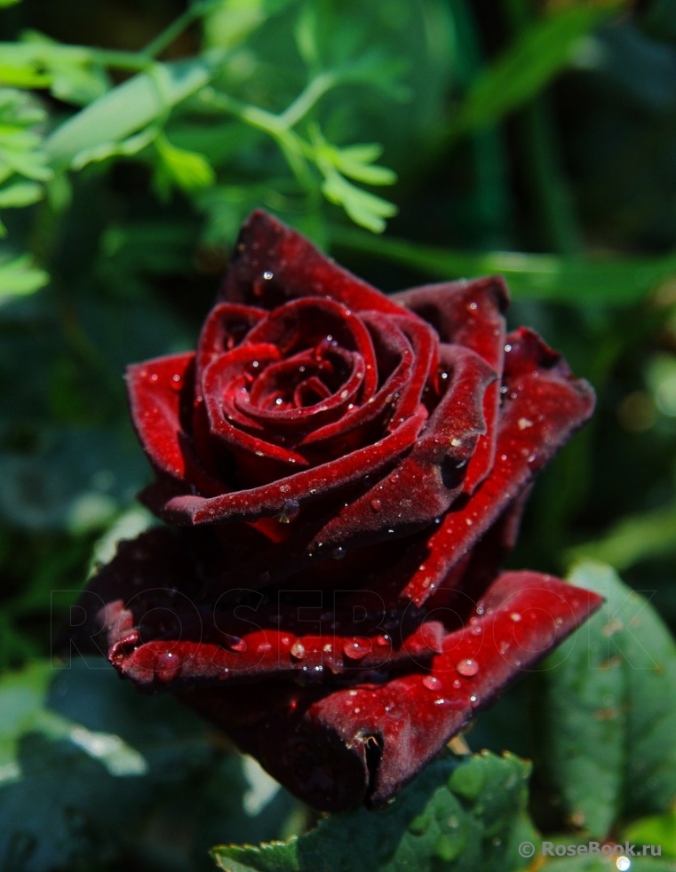 Black Baccara