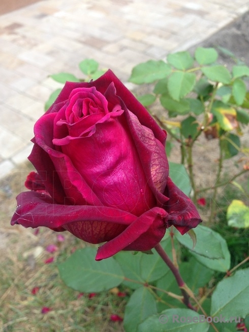 Velvet Fragrance 