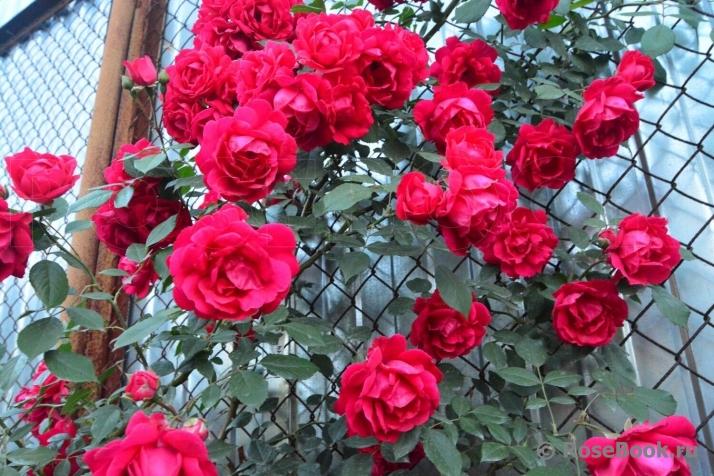Paul's Scarlet Climber 