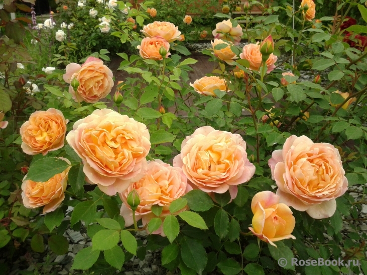 Lady of Shalott 