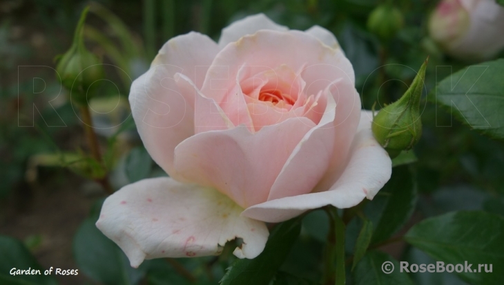 Garden of Roses 
