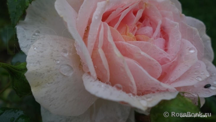 Garden of Roses 