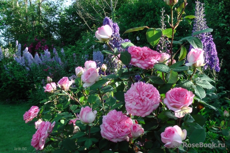 George Sand 