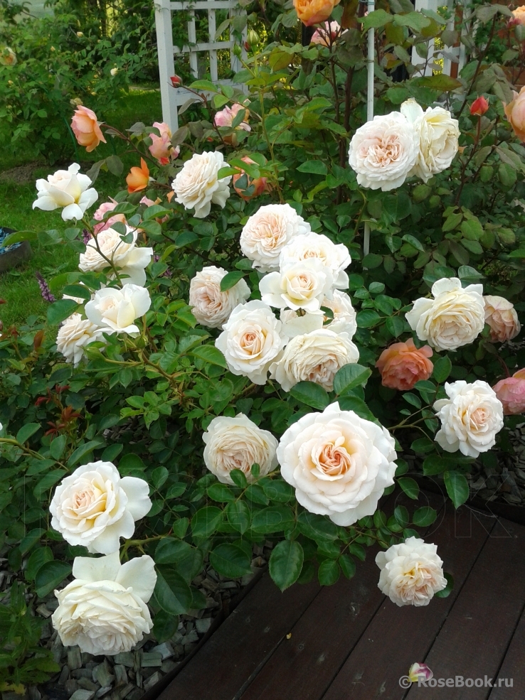 Cream Abundance 