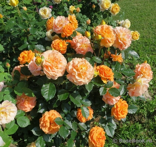 Goldelse