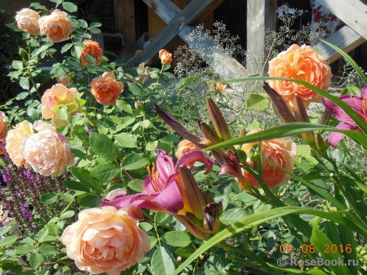 Lady of Shalott 