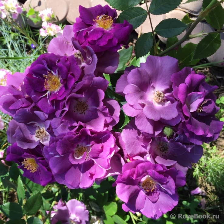 Rhapsody in Blue 