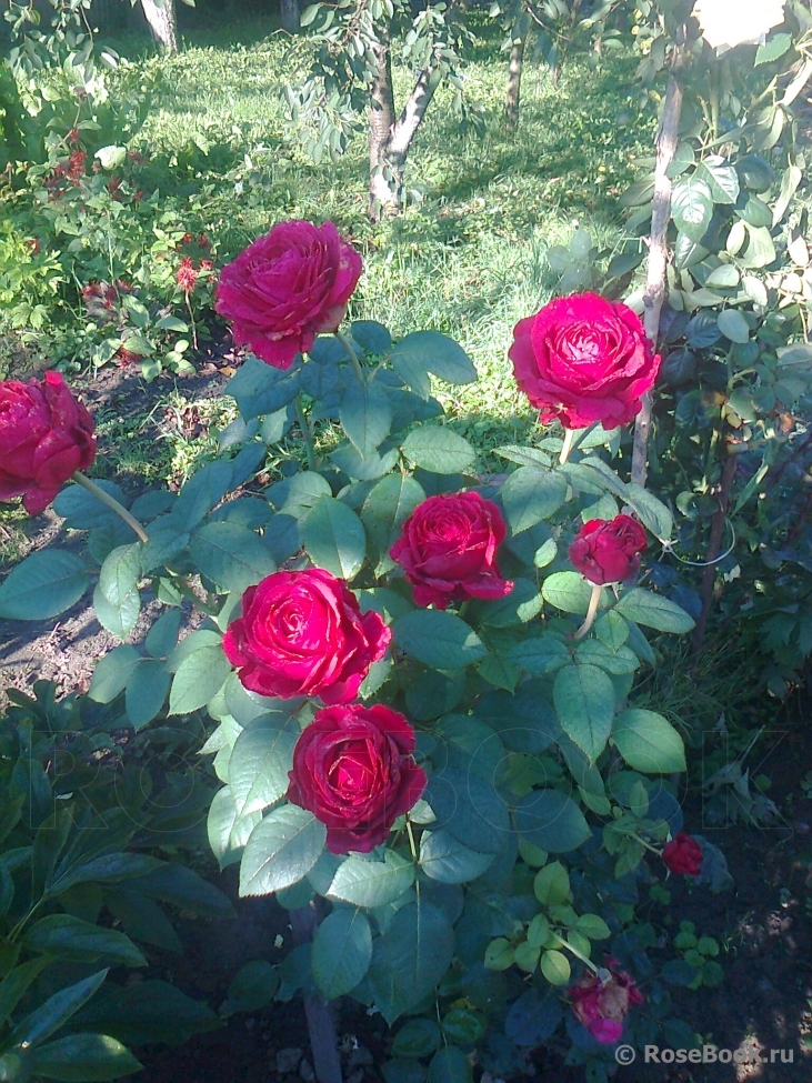 Rose des 4 Vents