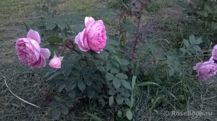 Alan Titchmarsh