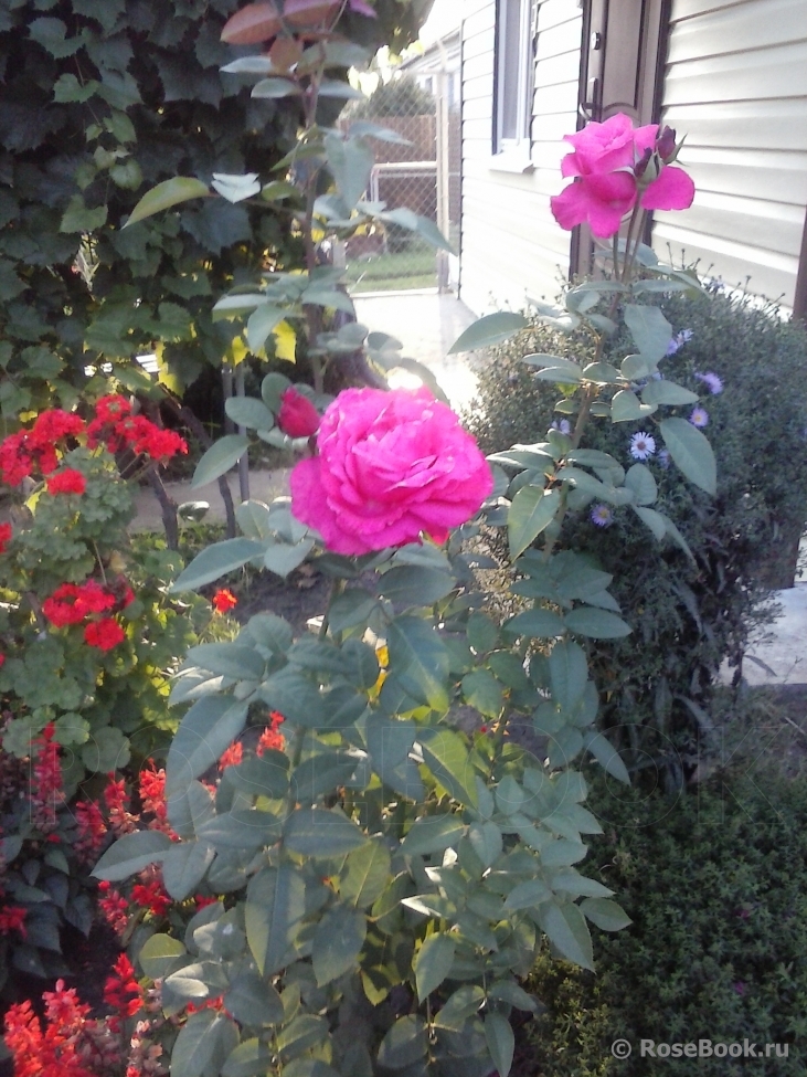 Vin Rose