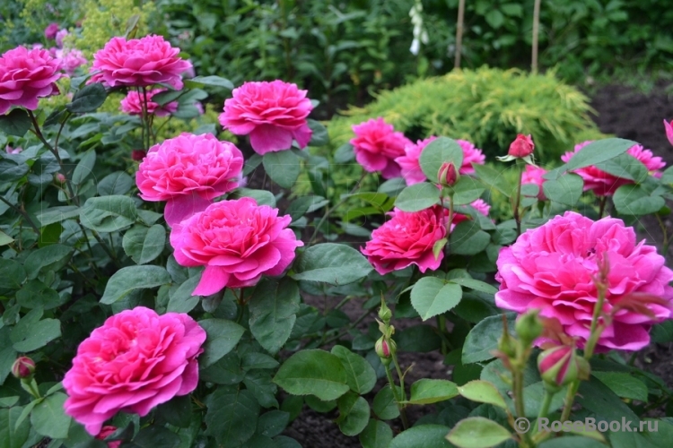 Sophy’s Rose 