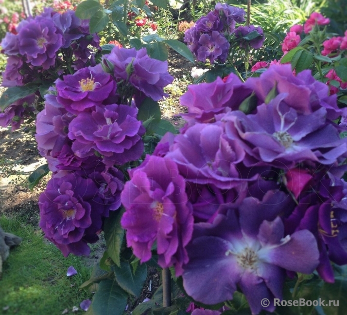 Rhapsody in Blue 
