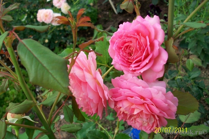 Jubilee Celebration®