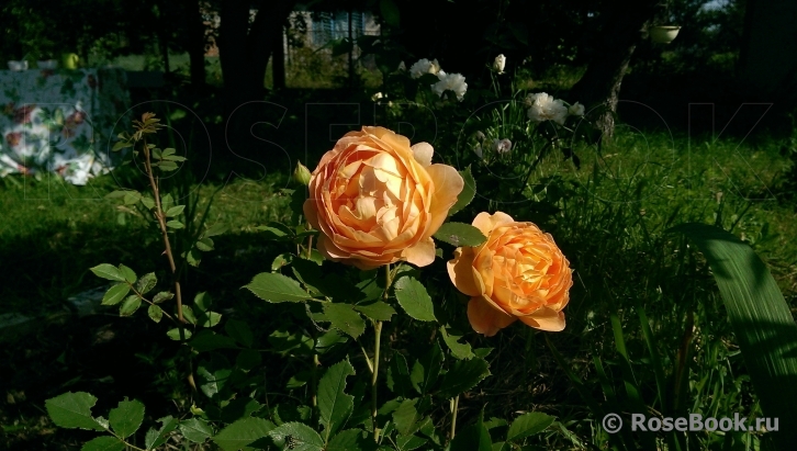 Lady of Shalott 