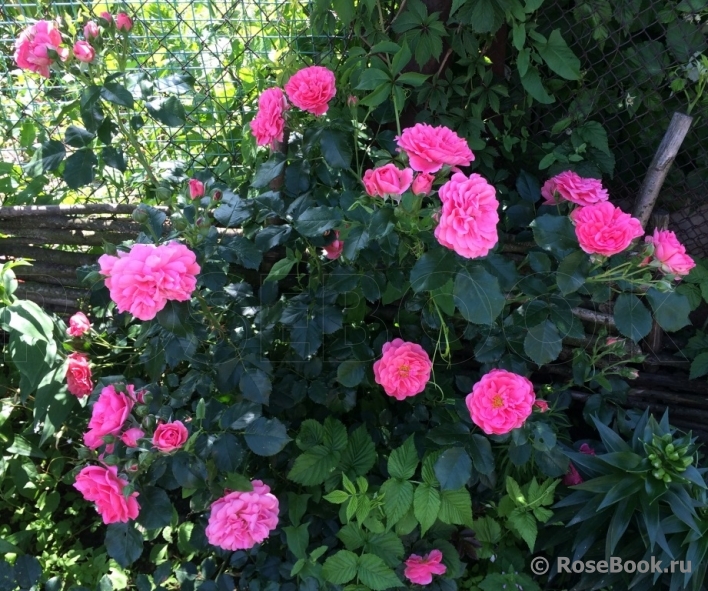 Rosarium Uetersen