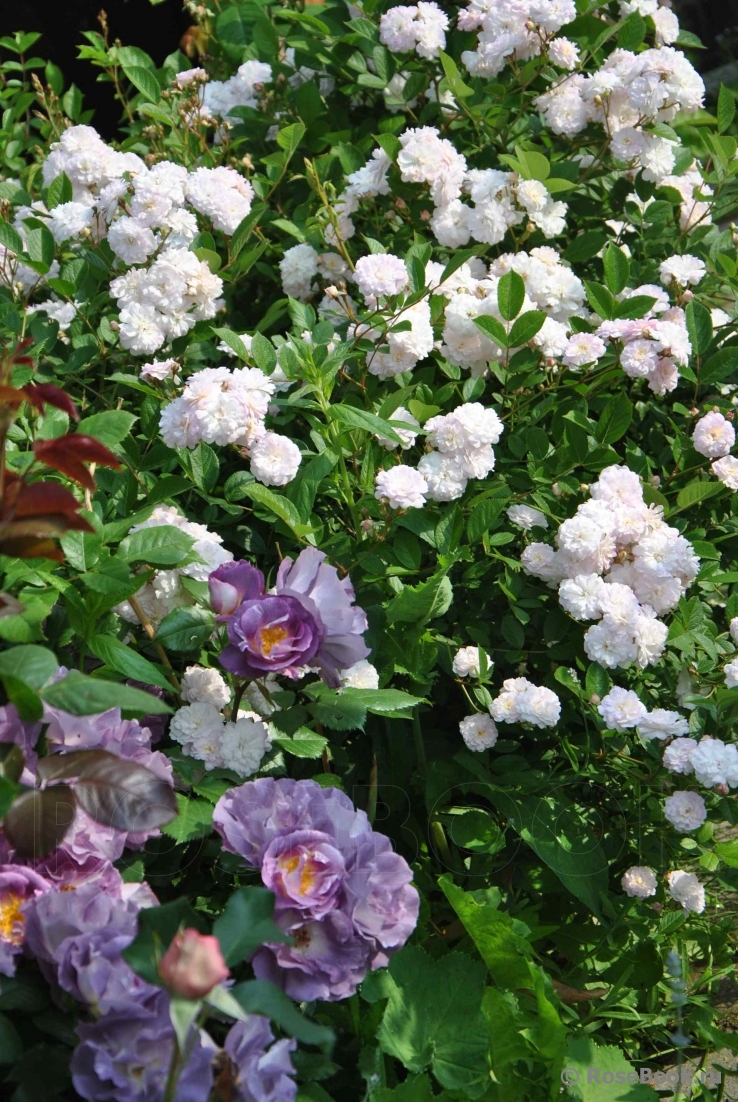 Blanche Cascade