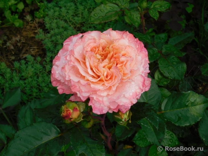 Augusta Luise