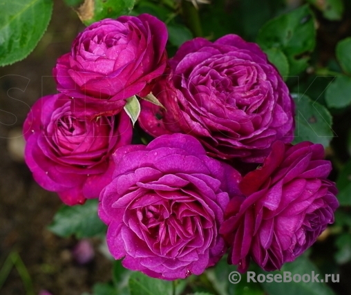Heidi Klum Rose