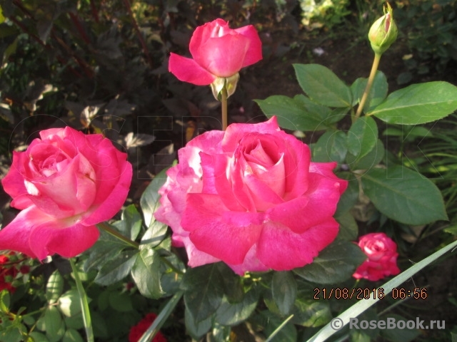 Rose Gaujard  