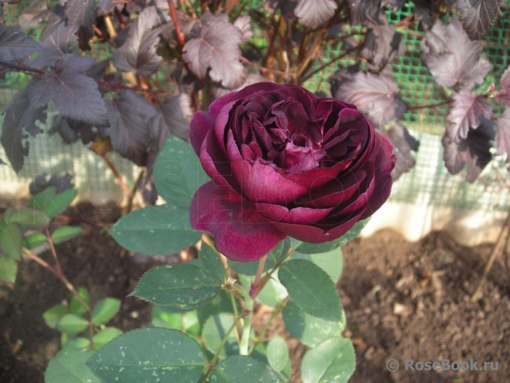 Darcey Bussell 