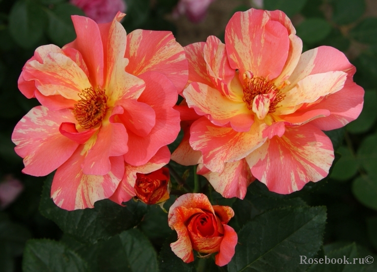 Sorbet Fruite 