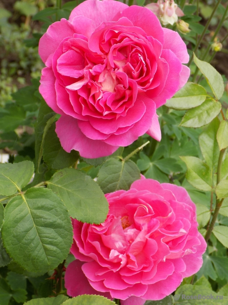 Madame Bovary 