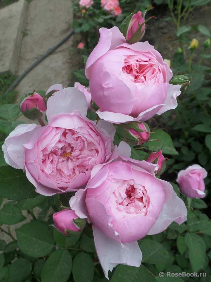 The Alnwick Rose