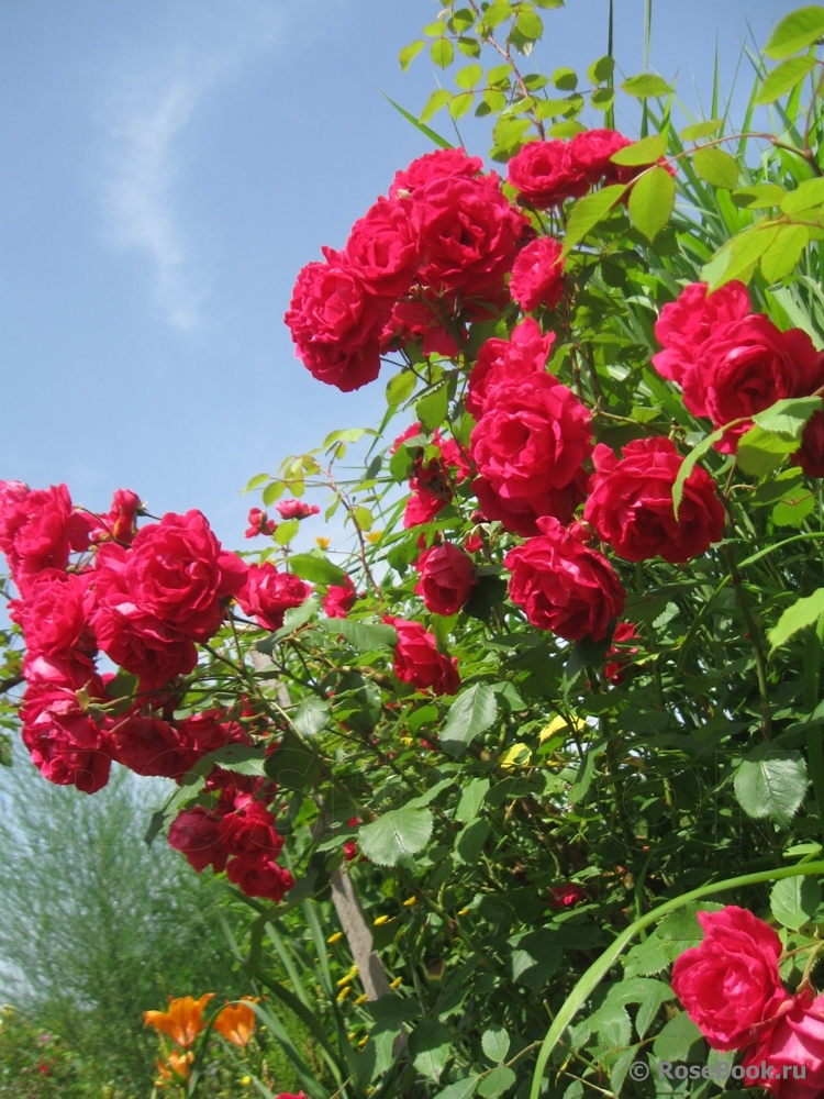 Paul's Scarlet Climber 