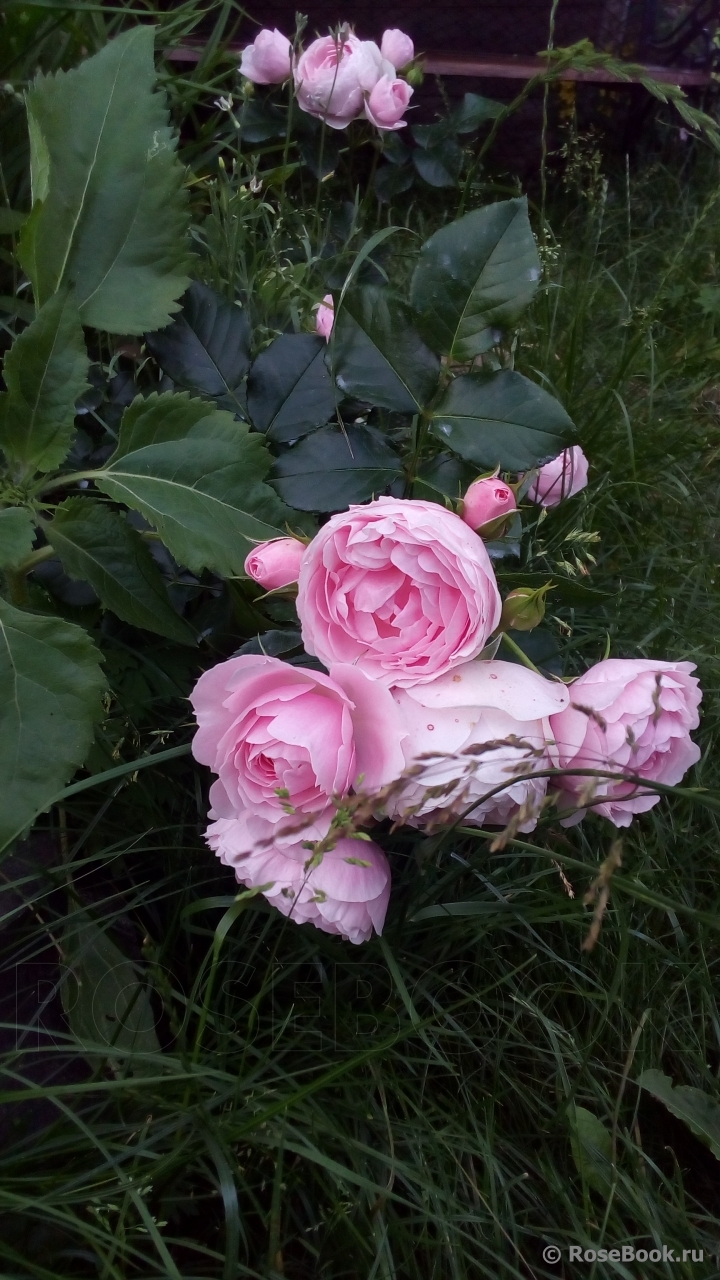 Hans Gonewein Rose 