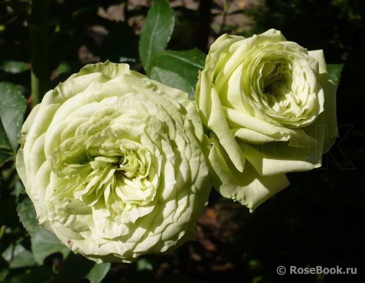 Lovely Green ®