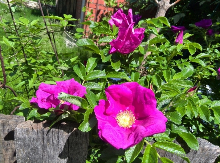 Rosa rugosa rubra