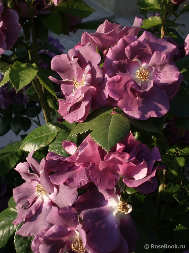 Rhapsody in Blue 