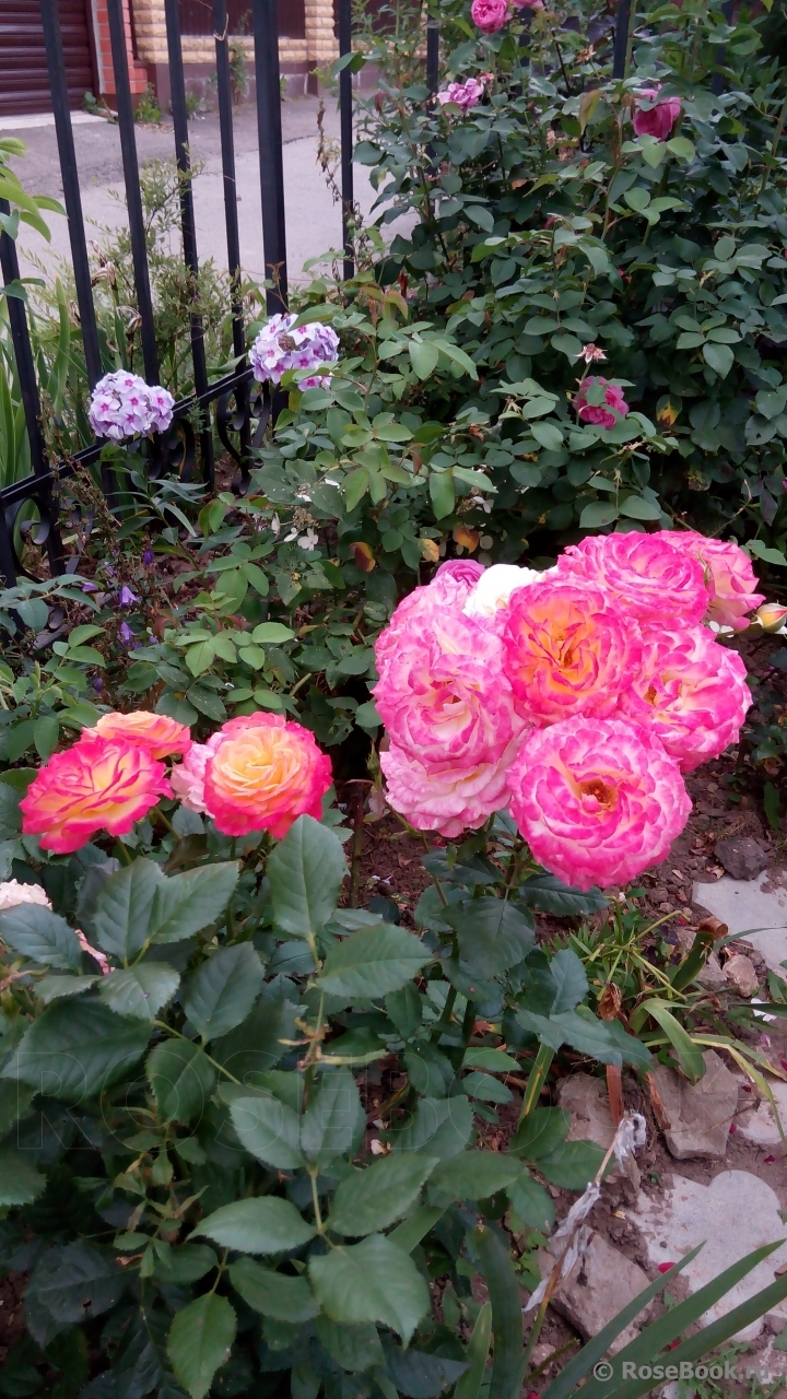 Gartenspass ®
