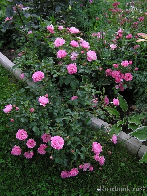 Sommerwind