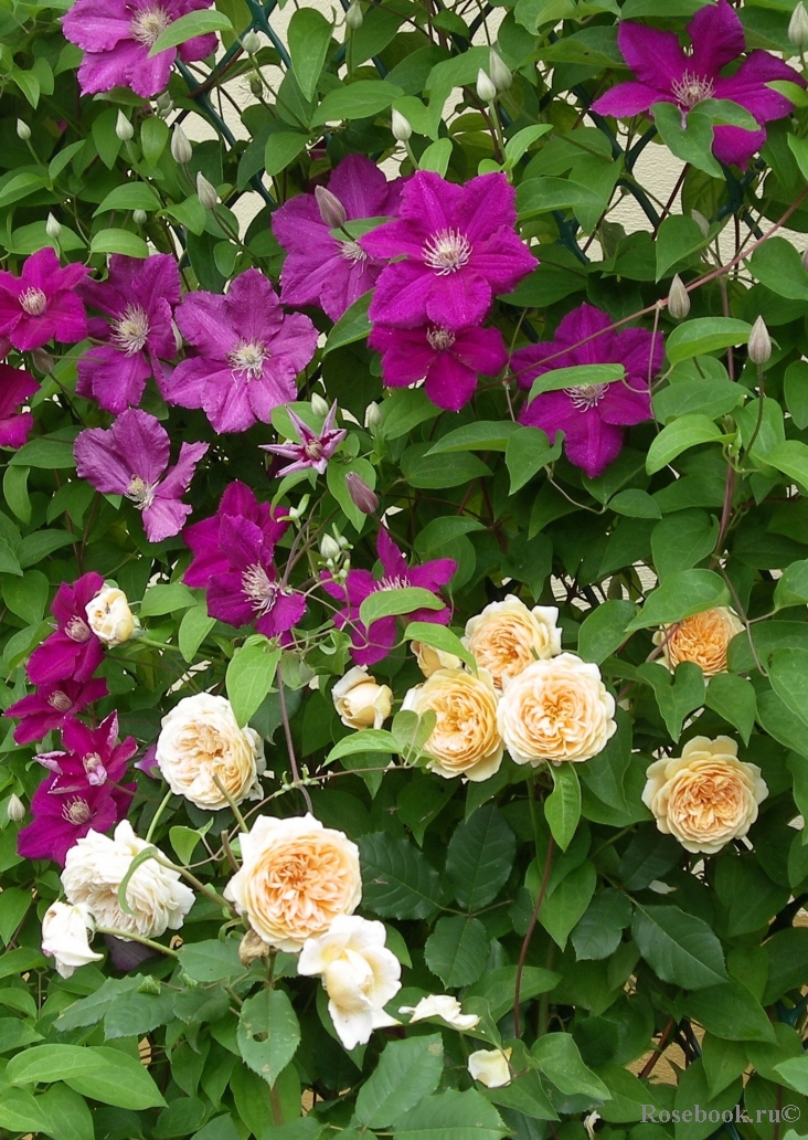 Crown Princess Margareta®